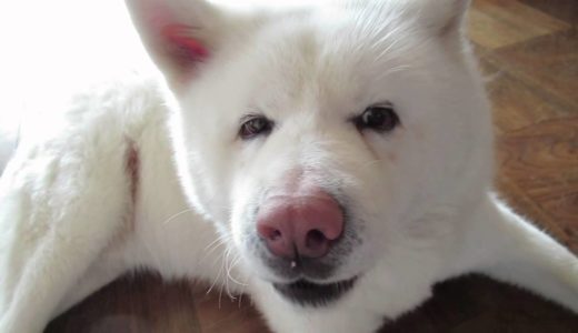 【秋田犬げんき】サークルに戻りたくないと廊下で甘える【akita dog】