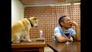 夏！　欠かせない犬