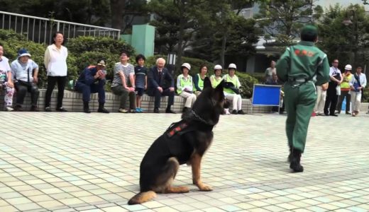 警察犬服従訓練　演技