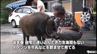 大の仲良し　イノシシと犬(2014年9月15日放送)