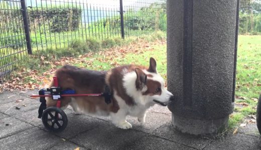 コーギーのロン君　初めての犬用車いす