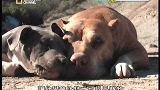 [141109]．重新愛上比特犬