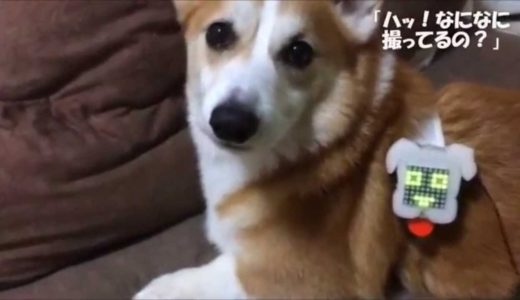 表情がついたよ犬パシー！