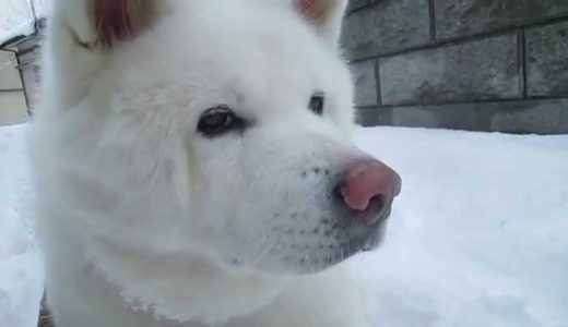 【秋田犬げんき】まっ白な雪は遊ばないで食べます【akita dog】