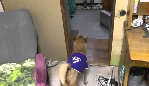 聴導犬レオンのお仕事