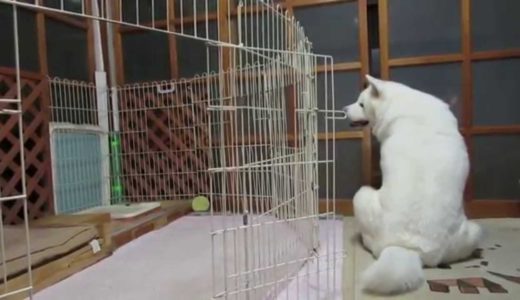 【秋田犬げんき】暑い寒いをめぐって飼い主と張り合う【akita dog】