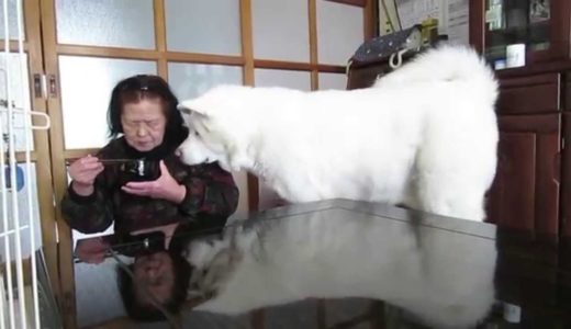 【秋田犬げんき】無言の圧力でおねだりをする【akita dog】