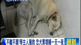 [東森新聞HD]回家才敢放心狂睡...  忠犬伴失智翁30小時