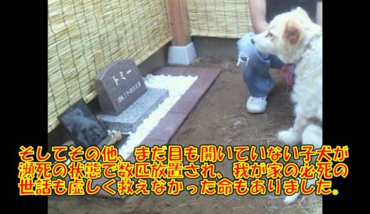 捨て犬や捨て猫のいない、全ての犬ネコが幸せに暮らせる世の中でありますように‥