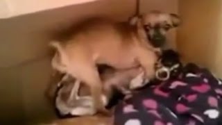 交尾を覗かれた犬がガチギレ！！Twitterで話題のおもしろ動画まとめ