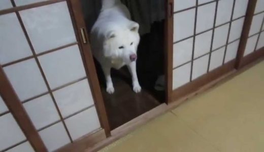 【秋田犬げんき】節分の豆まきを楽しみました【akita dog】