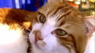 病気の犬が心配な猫の愛情物語　奇跡が起きた！猫の恩返し Cat and Dog Friendship. A heart Touching Story.