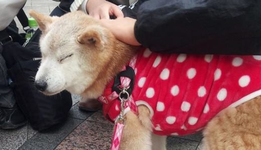 迷い犬リャン、飼い主と2年ぶりの対面 Losted Shiba Inu met owner after  2 years