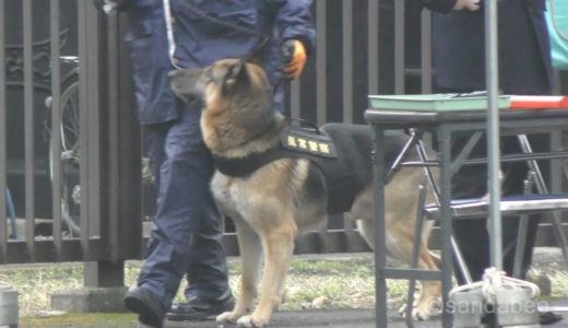 さすが！不審者を監視皇居皇宮警察犬。The Imperial Palace police dog which watches a suspicious person.