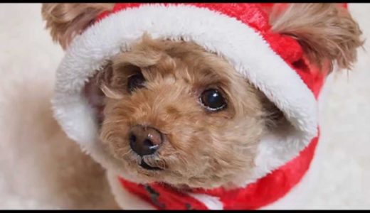 かわいい犬　可愛いサンタ犬【メリークリスマス】