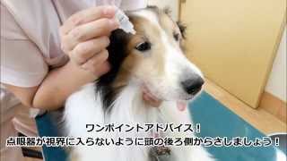 目薬のさしかた - 犬編 -