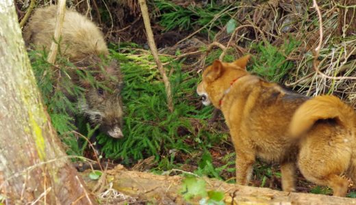 イヌとイノシシの戦い(1/2) Dog fighting Wild Boar(1/2)