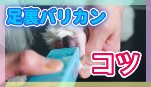 【トリマーが教える犬の足裏の毛の刈り方】お手入れ動画