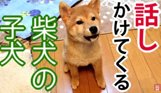 犬語で話しかけてくる柴犬の子犬、どんぐり Puppy Shiba Inu Donguri　come speak in dog language,