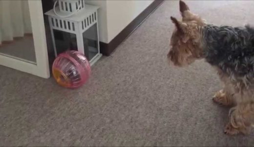 ハムスター対へたれ犬