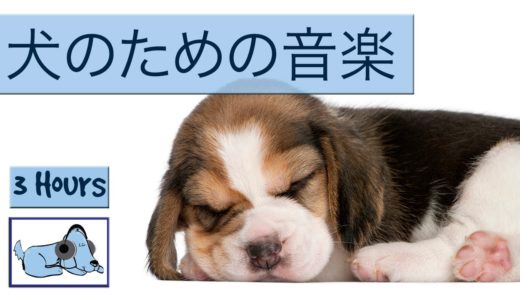 犬の音楽は非常に活発子犬を落ち着かせるために！