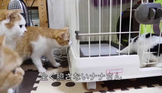 【マンチカンズ】犬に初めて出会った猫一家の反応　~cats' interviewing with a puppy~