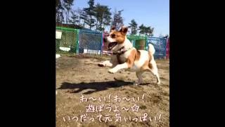 【犬・里親募集】ゆず