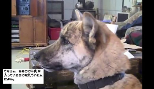 しゃべる犬　（実際は、しゃべりません）talking dog with Japanese subtitle