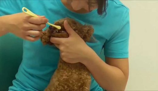 犬の歯磨きの仕方（子犬歯磨きの慣らせ方）【犬のしつけ方＠横浜】　 by遠藤エマ