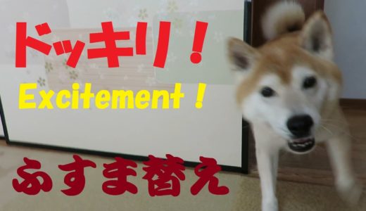 犬にドッキリを！襖替え直後に思いがけない反応の柴犬ちゃめ