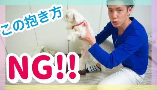 【犬の正しい抱き方、抱っこの仕方】Hugging how the correct dog , lift up the way