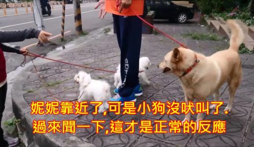 狗狗教學影片-小型犬看到別的狗都會又兇又叫,我該怎麼辦? -狗狗行為矯正訓練