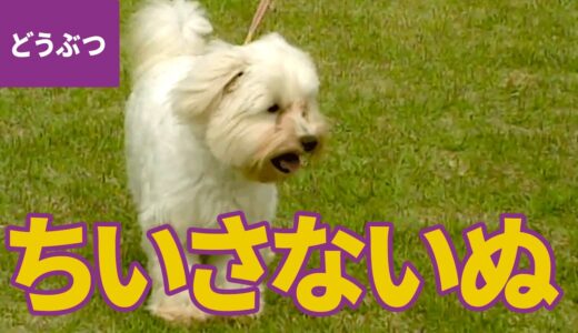 ちいさな犬、大集合！ ちいさくて、かわいいワンちゃんたち：ポメラニアン／柴犬／チワワ／ブルドッグ／トイ・プードル ほか【動物・生き物 #2】