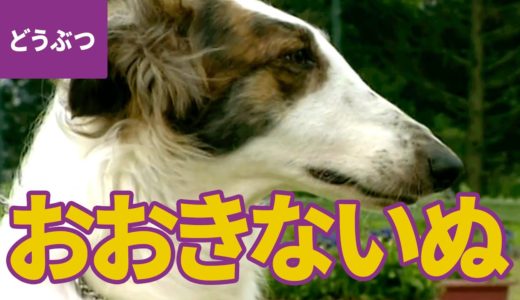 おおきな犬、大集合！ 大きくてかしこいワンちゃんたち：秋田犬／土佐犬／ラブラドール・レトリーバー／ゴールデン・レトリーバー／シベリアン・ハスキー／ジャーマン・シェパード ほか【動物・生き物 #1】