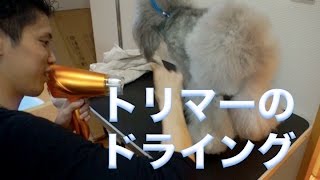 トリマーが教える犬のシャンプーの仕方（ドライング編）