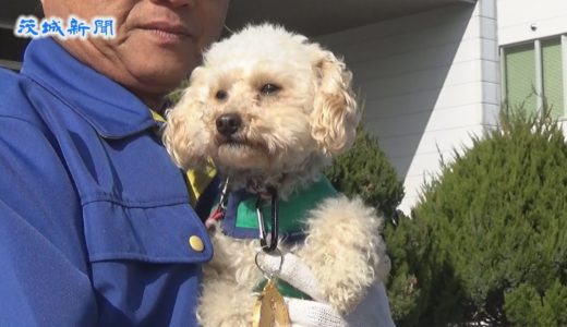 警察犬にトイプードル「アンズ」合格    県警が嘱託式