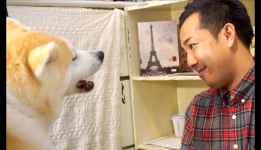 【最大の日本犬】秋田犬スペシャル！