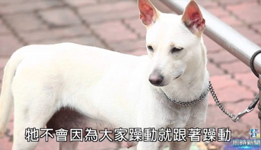 【台灣壹週刊】台灣犬　白帥帥