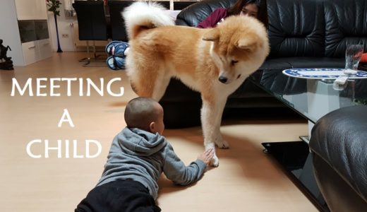 Akita Inu - Meeting a Child (秋田犬)