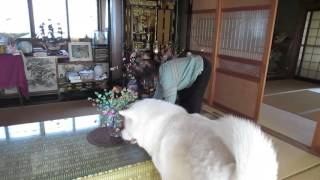 【秋田犬げんき】おならをしてお婆さんからいじられる【akita dog】