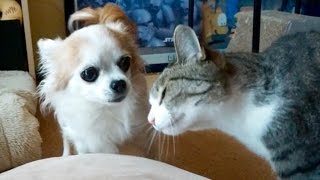 猫のしつこい頭突きに怒る犬