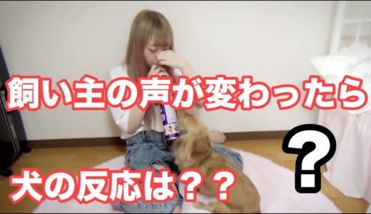 飼い主の声が突然変わった時犬の反応は…！？【初ヘリウムガス】