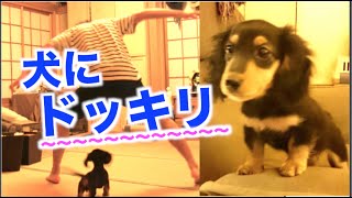 犬に寝起きドッキリしてみた【ダンボールの罠】