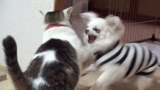 【一番激しかった猫と犬のバトル！】Nora and Koo of Excite the battle. lol