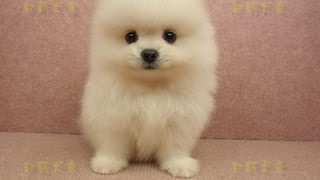 04/01 松鼠白博美 Pomeranian -公幼犬1號-日新犬舍