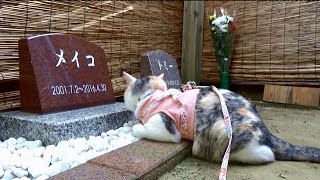 犬吉の四十九日　Inu-kichi's Shijukunichi