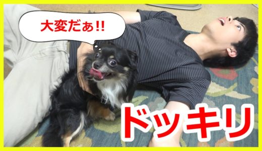 犬に飼い主が倒れてしまったらドッキリでまさかの展開！？