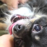 犬が甘えてじゃれてかわいすぎる動画。