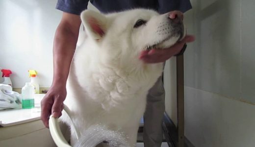 【秋田犬げんき】濡れたあごは拭くより洗ったほうが早い【akita dog】