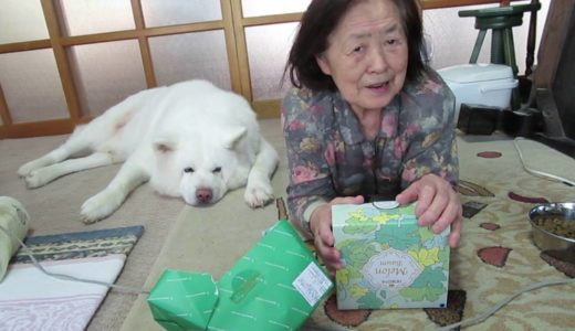 【秋田犬げんき】お中元の開封に時間が掛かり過ぎる【akita dog】